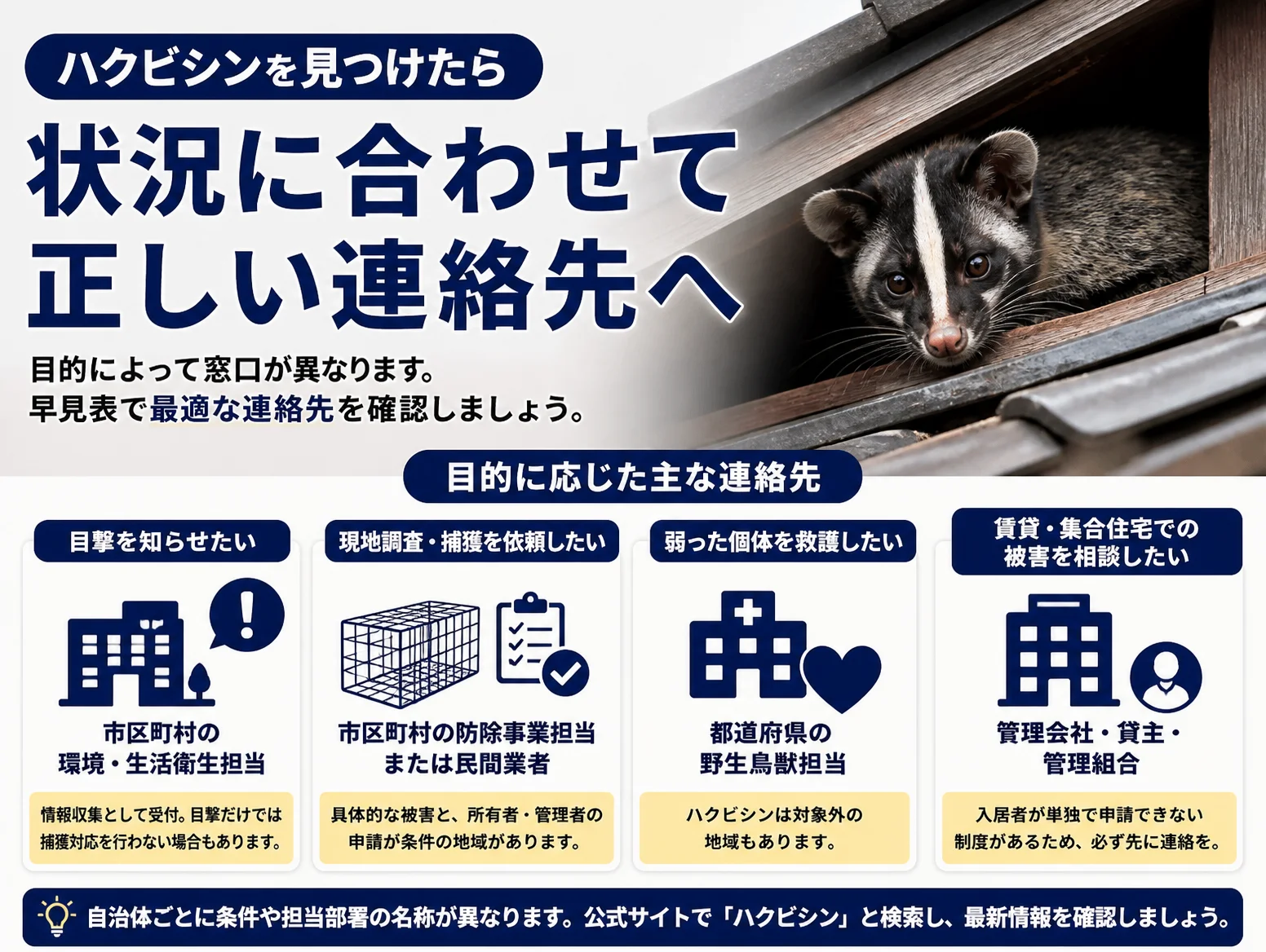ハクビシンを見つけたら目的別に連絡先を選ぶ早見図。目撃は市区町村の環境・生活衛生担当、捕獲依頼は防除担当や民間業者、救護は都道府県の野生鳥獣担当、賃貸は管理会社へと4区分で示し、屋根瓦の隙間から顔を出すハクビシンの写真を添える