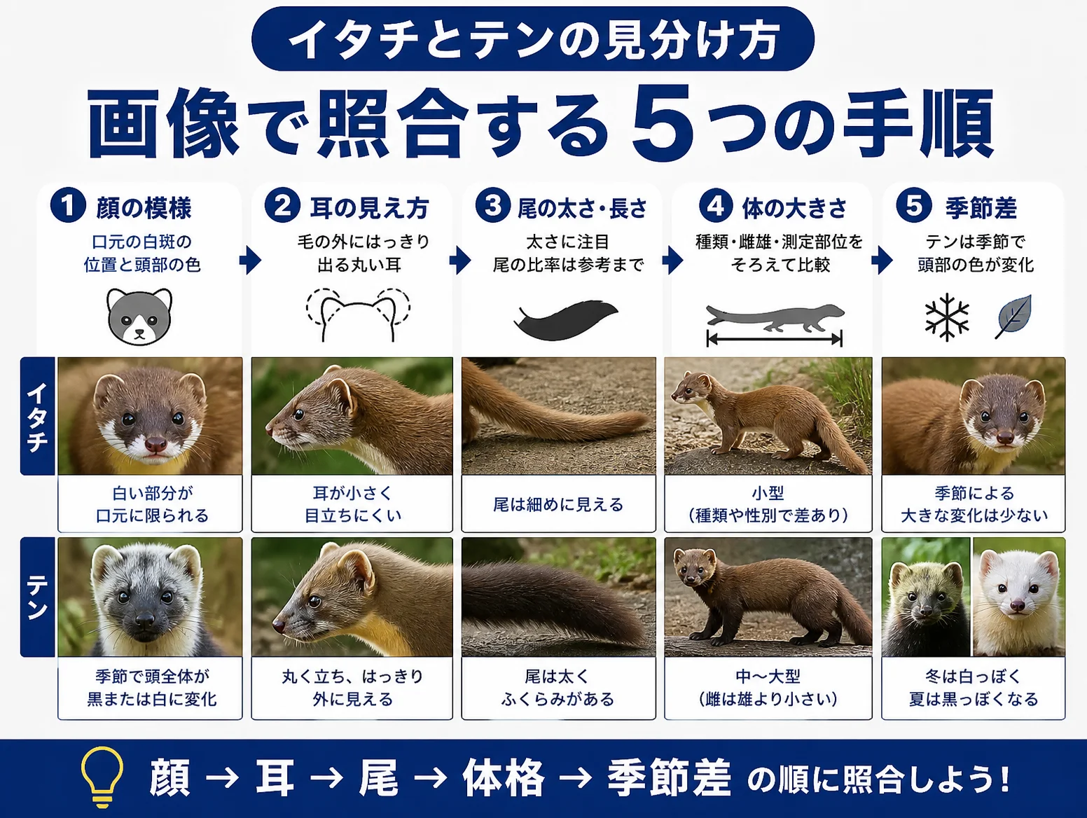 テン イタチ 違い