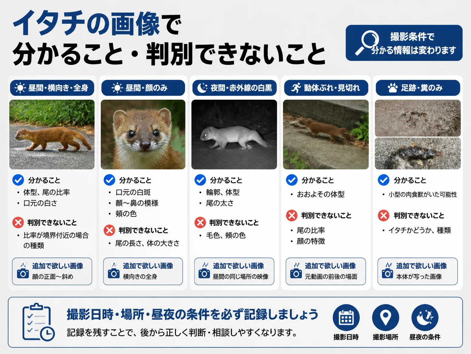 イタチの画像を昼間横向き全身、昼間顔のみ、夜間赤外線の白黒、動体ぶれ見切れ、足跡糞のみの5条件で比較し、分かることと判別できないこと、追加で欲しい画像、撮影日時場所昼夜の記録を促す図解