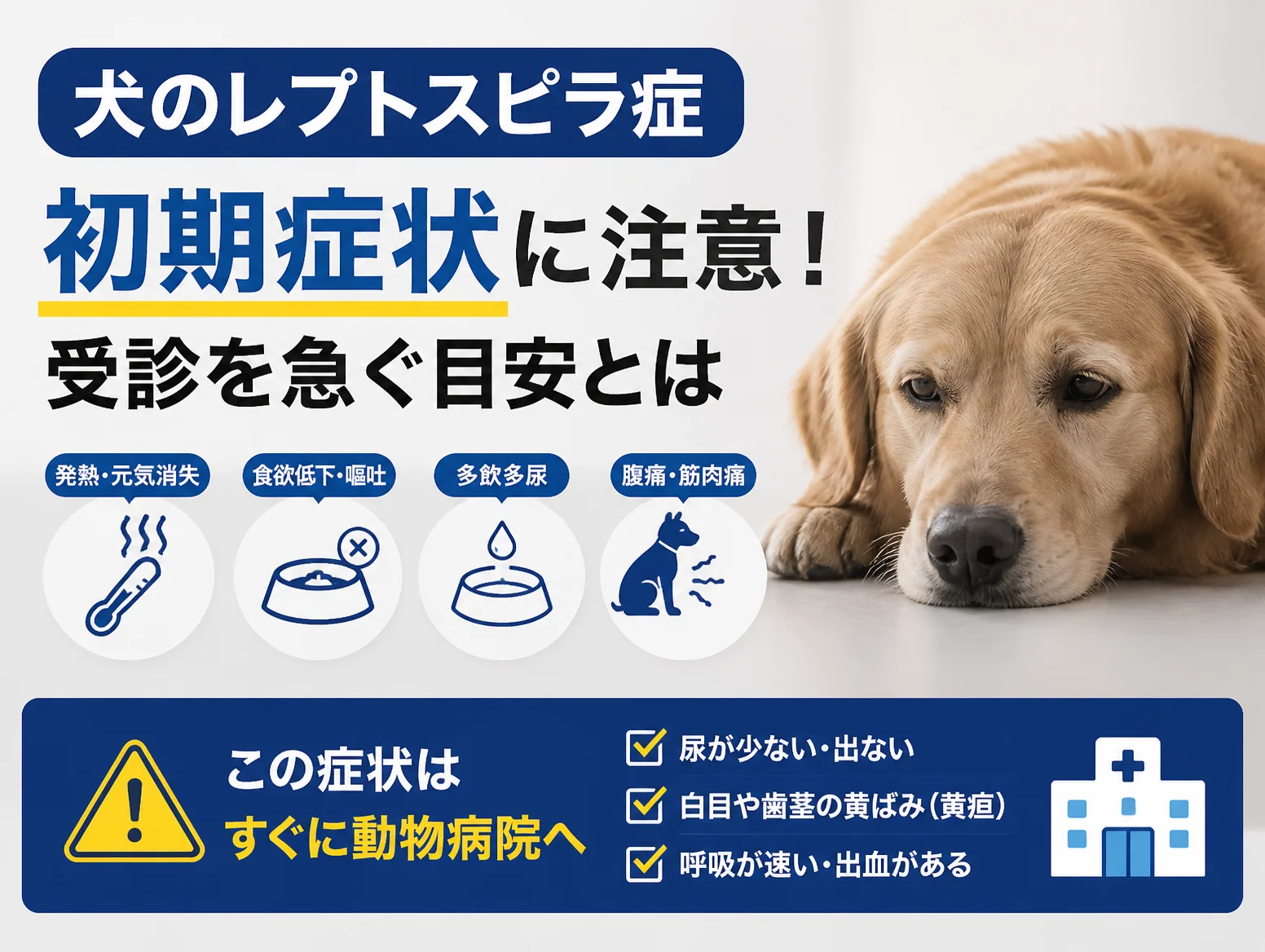 犬のレプトスピラ症の初期症状として発熱・元気消失、食欲低下・嘔吐、多飲多尿、腹痛・筋肉痛をアイコンで示し、尿が出ない、白目や歯茎の黄疸、呼吸が速い・出血はすぐ動物病院へと伝える図解と床に伏せるゴールデンレトリバーの写真