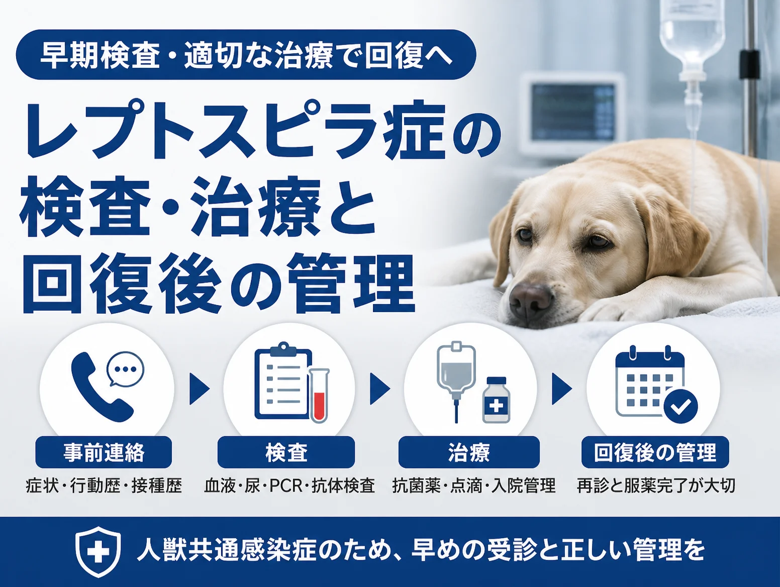 レプトスピラ症の犬の検査・治療と回復後の管理を示す図解で、点滴のそばに横たわるラブラドールの写真と、事前連絡、血液・尿・PCR・抗体検査、抗菌薬と点滴、再診と服薬完了の4段階の流れをアイコンで表示